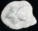 Fossil Sea Biscuit (Clypeaster) - Austria #5438-2